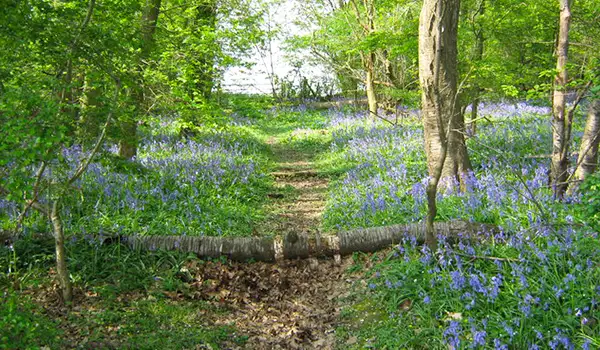 Frittenden Walks, Kent