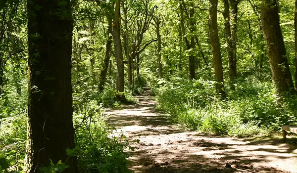 Hamstreet Woods Walks, Kent