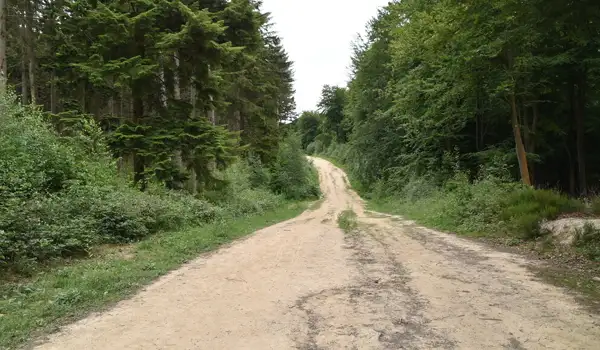 Hemsted Forest Walks, Kent