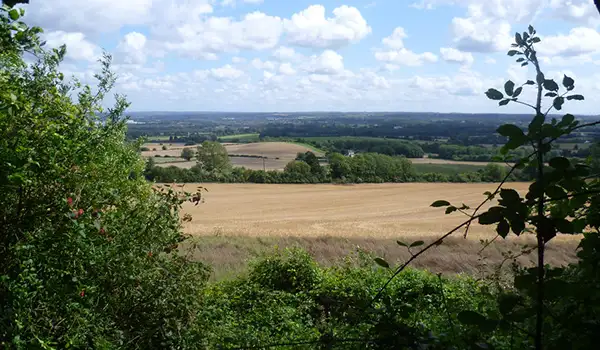 Holly Hill Walks, Kent