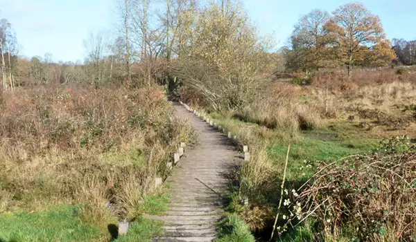 Hothfield Common Walks, Kent