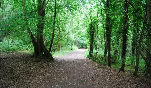 Hurst Wood Walks, Kent