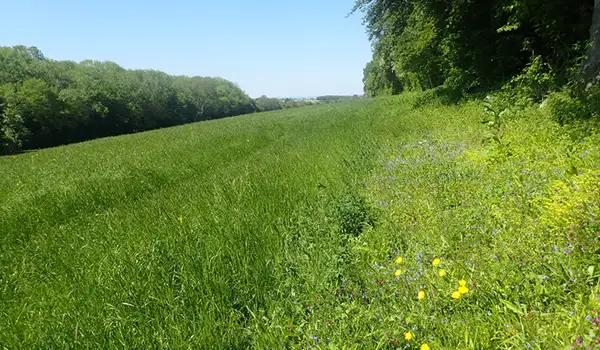 Meopham Green Walks, Kent