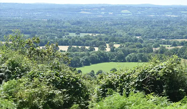 One Tree Hill Walks, Kent