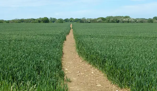 Reinden Wood Walks, Kent