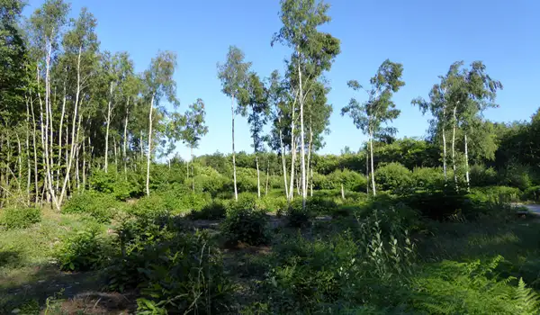 Thornden Wood Walks, Kent
