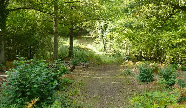 Tudeley Woods Walks, Kent