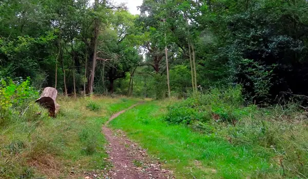 Bagley Wood Walk, Oxfordshire