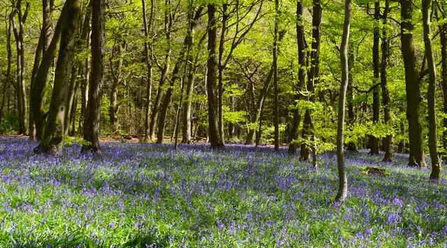 Checkendon walk, Oxfordshire