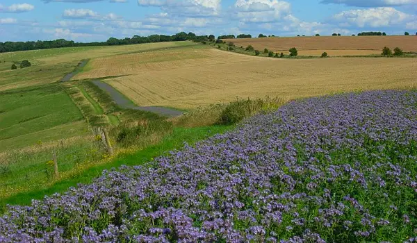 Childrey Walk, Oxfordshire