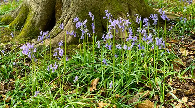 Chinnor Walks, Oxfordshire