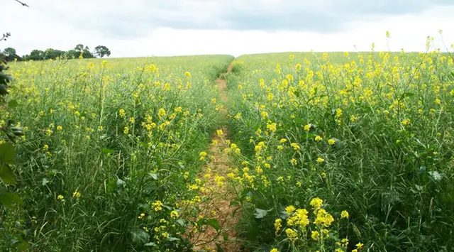 Chipping Norton Walks, Oxfordshire