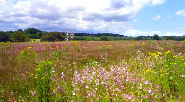 Greys Green Walks, Oxfordshire