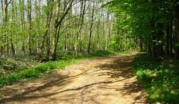 Long Compton Woods Walk, Oxfordshire