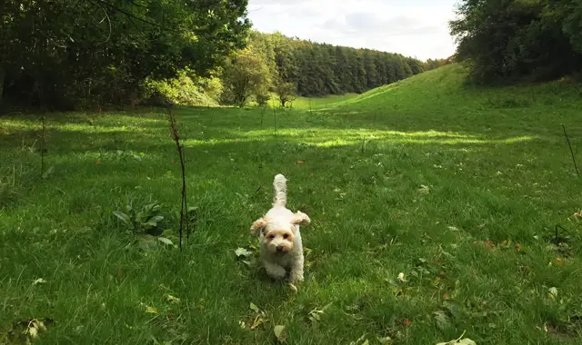Oxfordshire walks - Swinbrook & Asthall