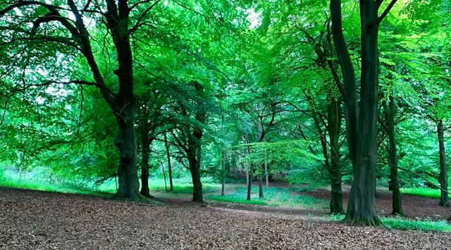 Warburg Nature Reserve Walks, Oxfordshire