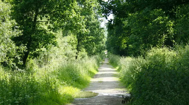 Clanger Wood Walk, Wiltshire