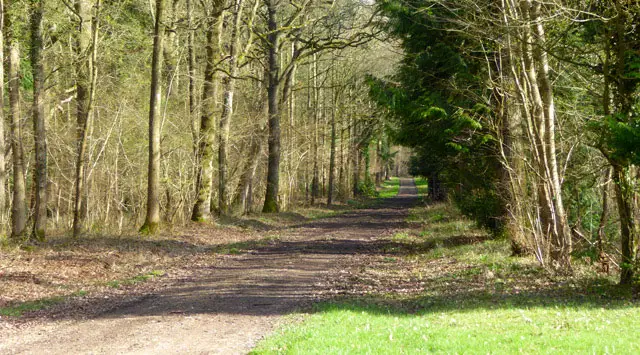 Ravensroost Wood Walks, Wiltshire