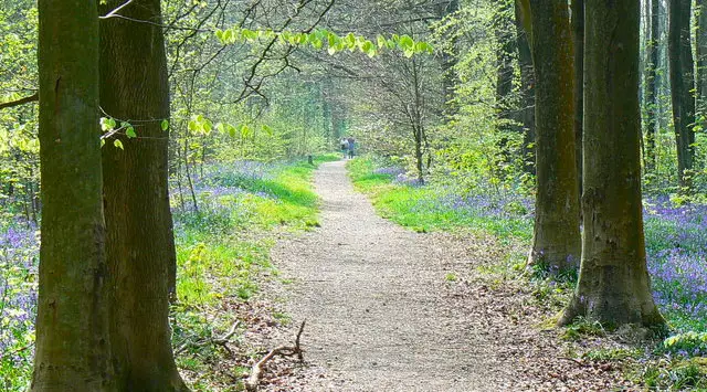 West Woods Walks, Wiltshire