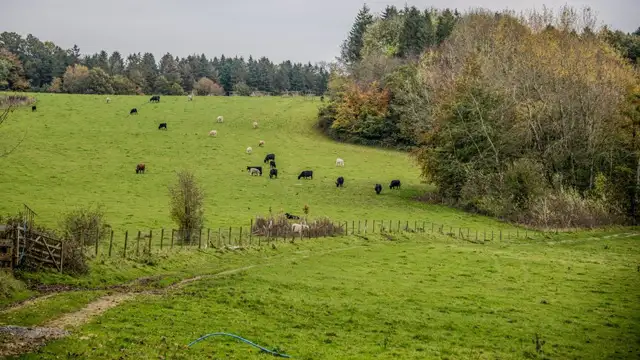Ammerdown Park Walk, Somerset