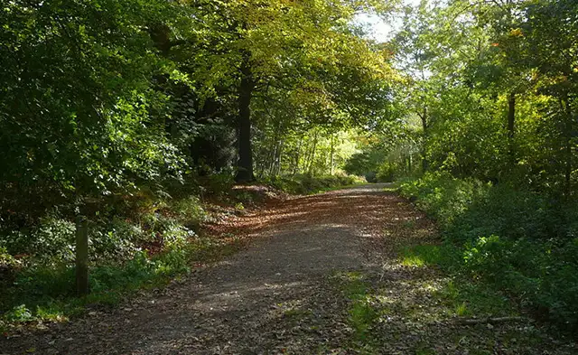 Ashton Hill Woods Walk, Somerset