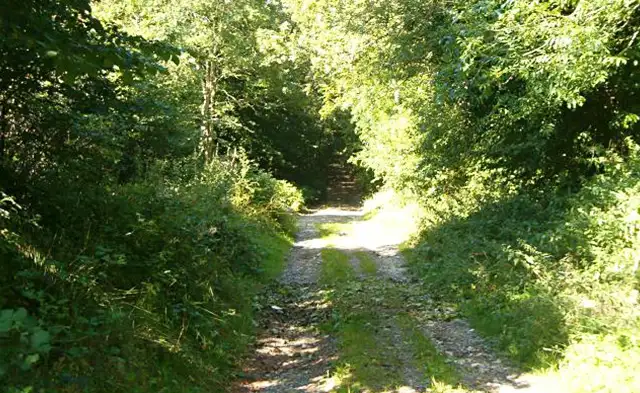 Beacon Hill Woods Walk, Somerset