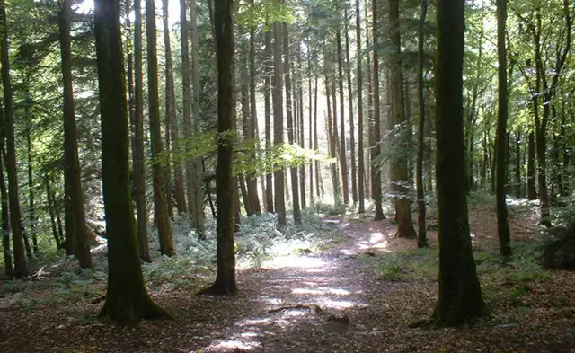 Castle Neroche Walks, Somerset