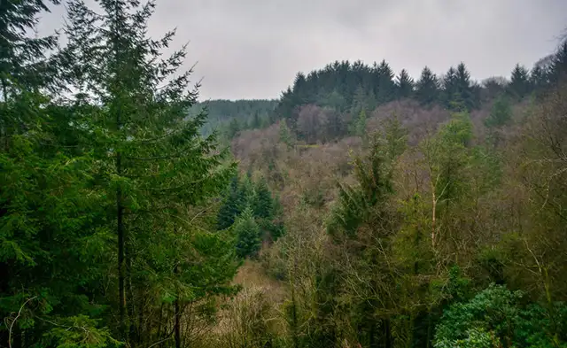 Chargot Woods Walk, Somerset
