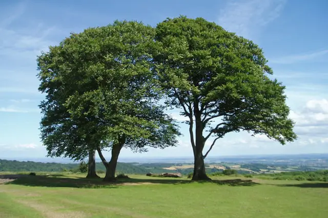 Cothelstone Hill Walk, Somerset