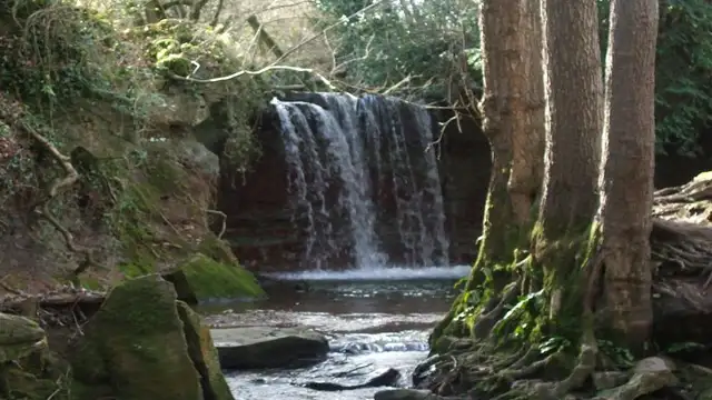 Greyfield Wood Walk, Somerset