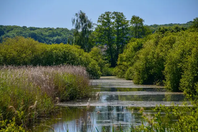 Ham Wall Walks, Somerset