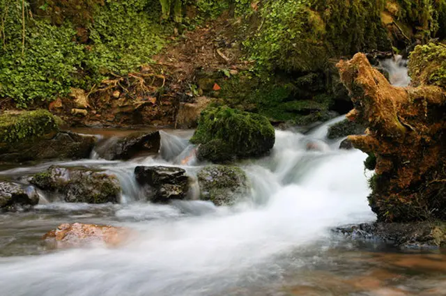 Harridge Wood Walks, Somerset