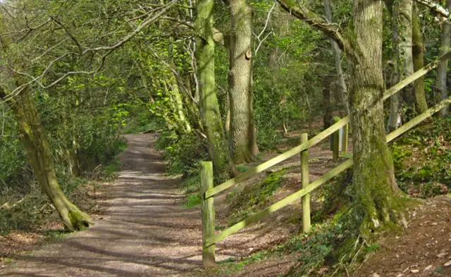 Kings Cliff Wood Walks, Somerset