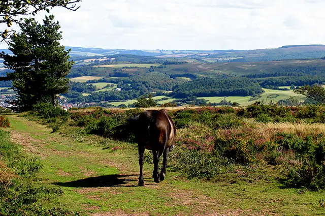 Minehead Walks, Somerset