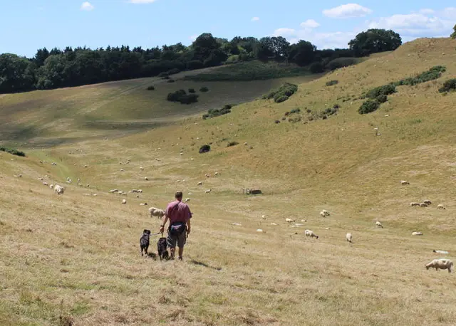 Montacute Walks, Somerset