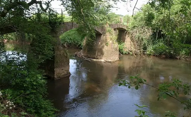 Netherclay Wood Walks, Somerset