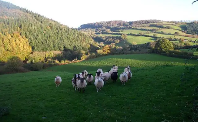 Pit Wood Walks, Somerset