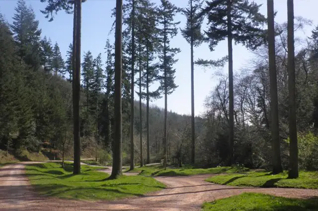 Ranscombe Forest Walks, Somerset