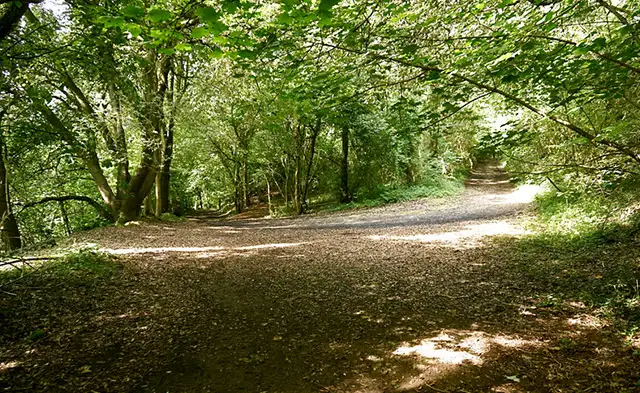 The Warren Walk, Somerset