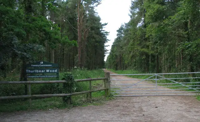 Thurlbear Wood Walk, Somerset
