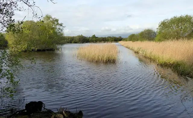 Westhay Moor Walks, Somerset