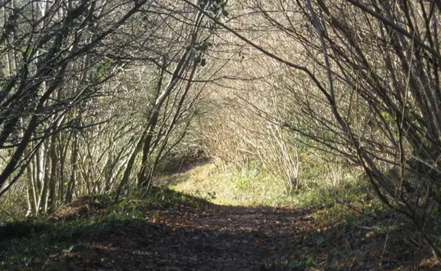 Weston Big Wood Walk, Somerset