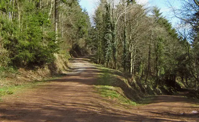 Wind Down Wood walk, Somerset