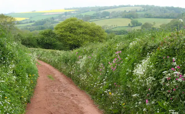 Wiveslicombe Walk, Somerset
