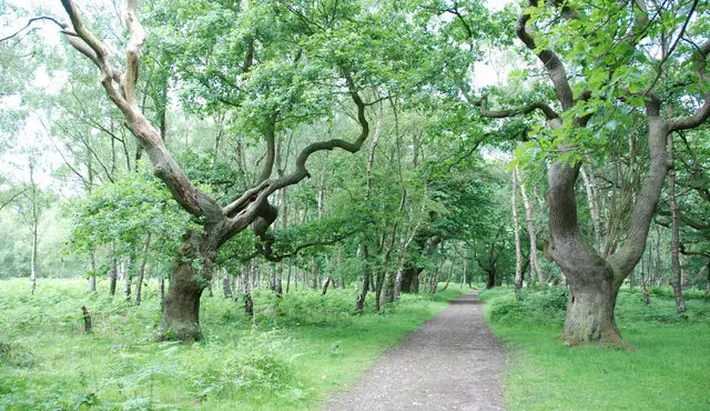 Brocton Walks, Staffordshire