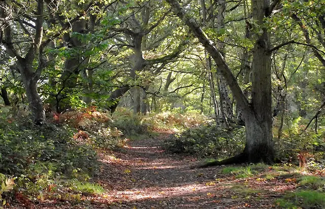 Highgate Common Walk, Staffordshire