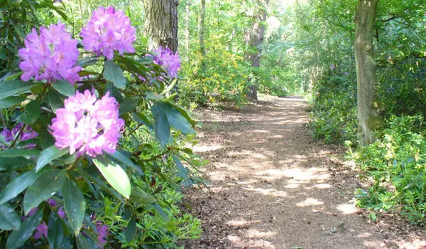 Abinger Roughs Walk, Surrey