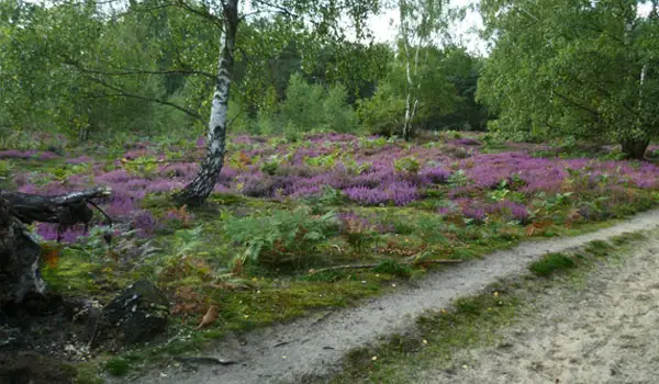 Albury Walks, Surrey
