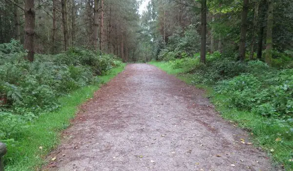 Alice Holt Forest Walks, Surrey