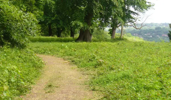Beechy Wood Walk, Surrey